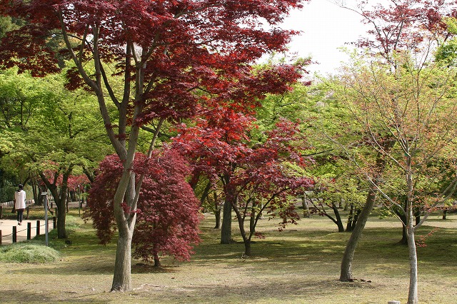 千入の森の紅葉