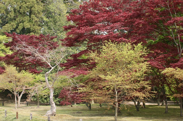 千入の森の紅葉