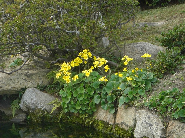 ỹcuL̉
