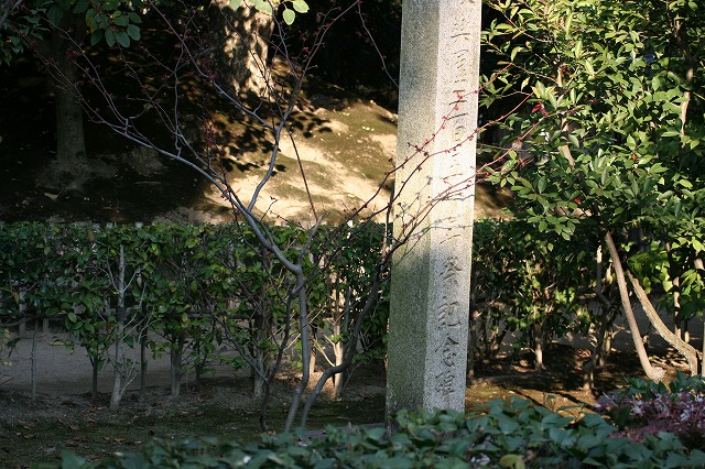 丸葉まんさくの花