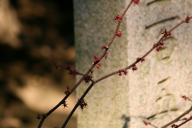 丸葉まんさくの花