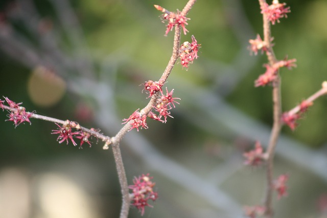 丸葉まんさくの花