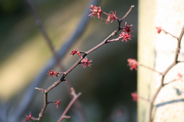 丸葉まんさくの花