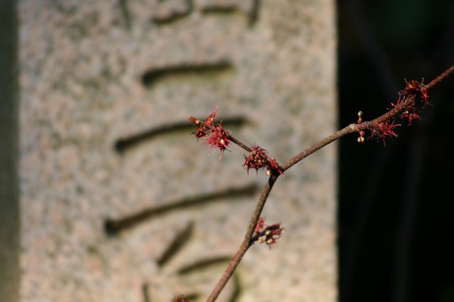 丸葉まんさくの花