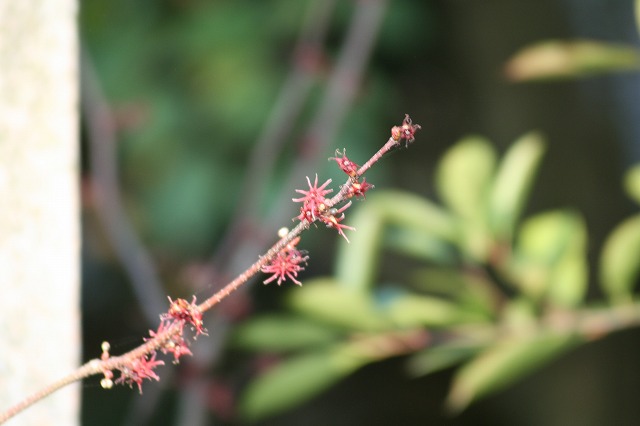 丸葉まんさくの花