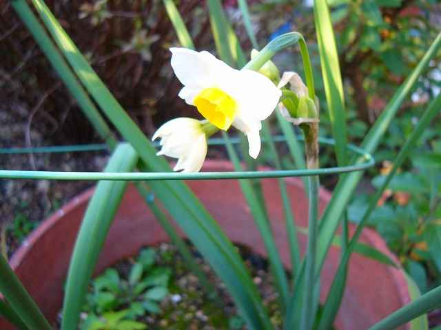 現在の我が家の花です。