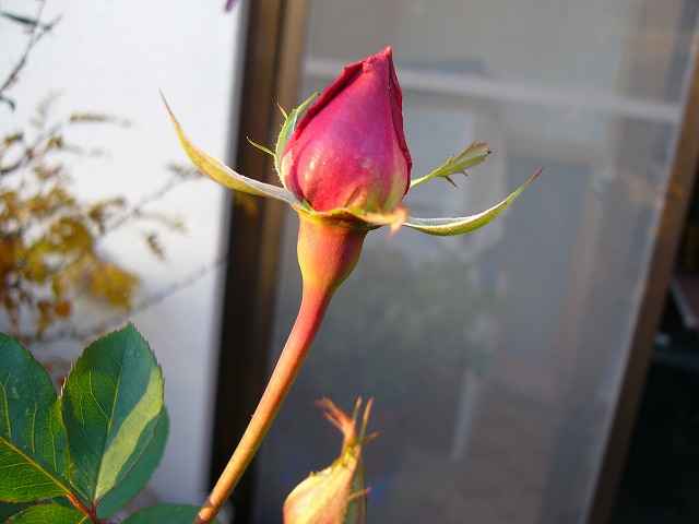 現在の我が家の花です。