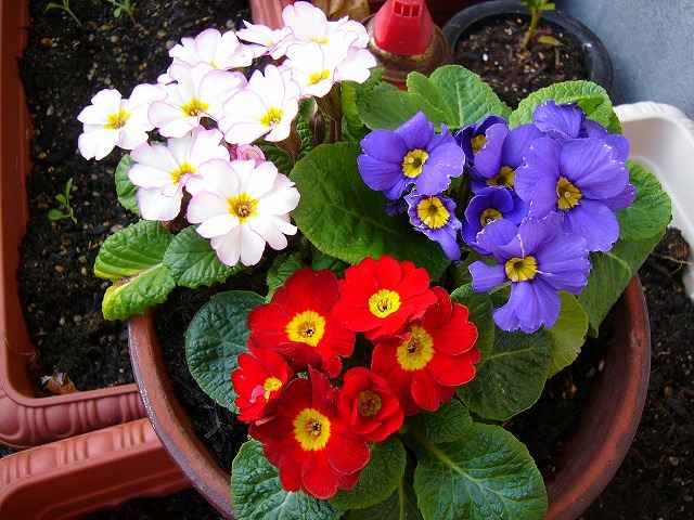 現在の我が家の花です。