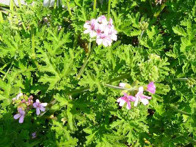 ５月２日、我が家の花です。