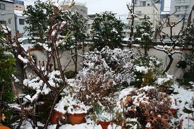 我が家の庭に雪の花が咲きました。