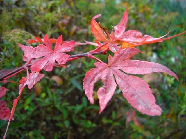 庭の紅葉（黄葉？）の様子