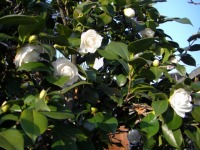 ３月１７日、椿の花