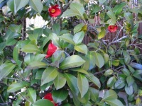 ３月１７日、椿の花