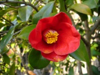 ３月１７日、椿の花