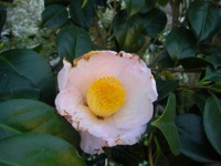 ３月１７日、椿の花