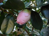 ３月１７日、椿の花