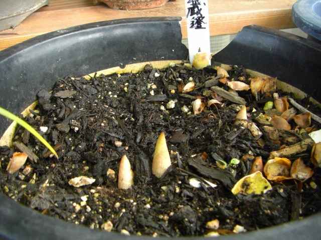 武蔵鐙、浦島草が咲きました。
