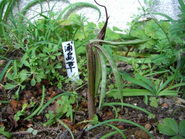 武蔵鐙、浦島草が咲きました。