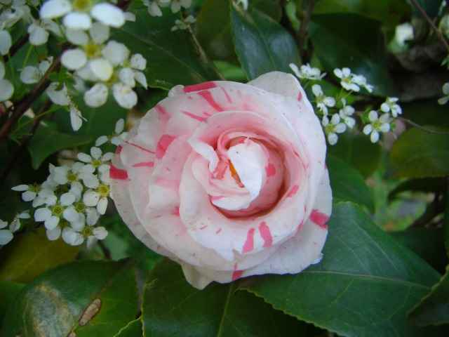 紅白絞りの椿の花写真集です。