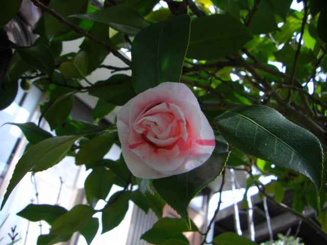 紅白絞りの椿の花写真集です。