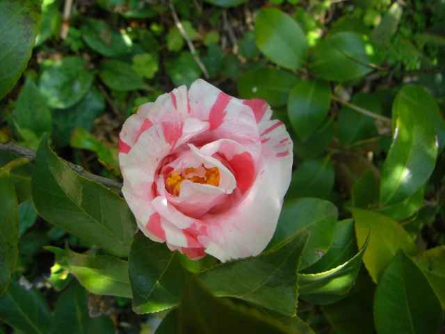 紅白絞りの椿の花写真集です。