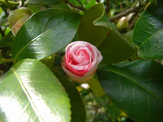 紅白絞りの椿の花写真集です。