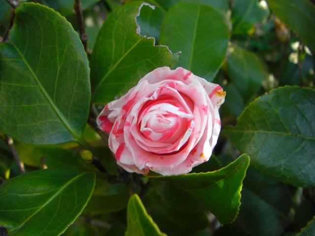 紅白絞りの椿の花写真集です。
