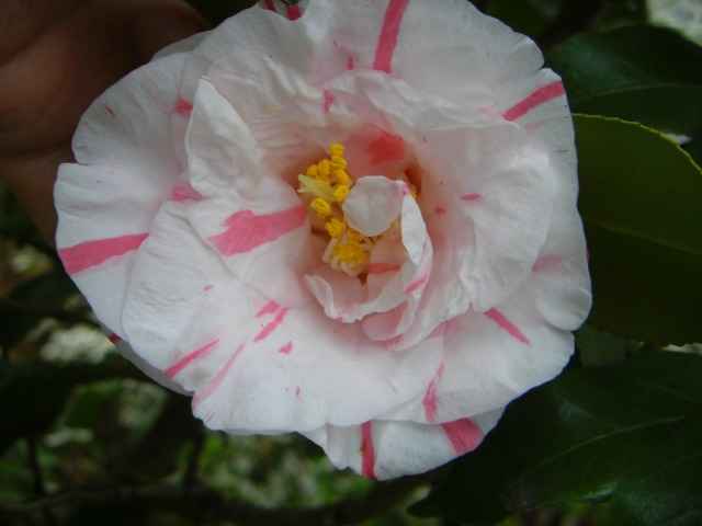 紅白絞りの椿の花写真集です。
