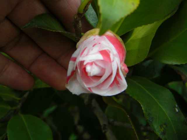 紅白絞りの椿の花写真集です。