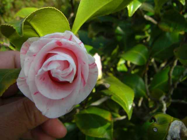 紅白絞りの椿の花写真集です。