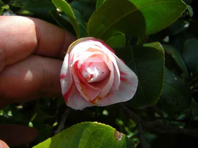 紅白絞りの椿の花写真集です。