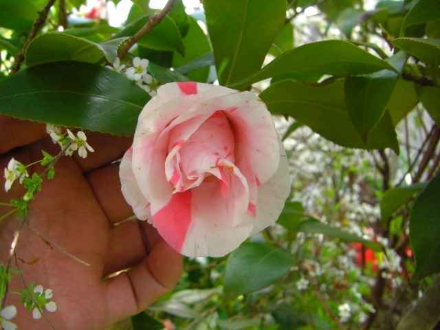 紅白絞りの椿の花写真集です。