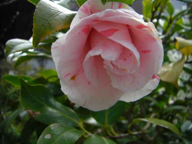 紅白絞りの椿の花写真集です。