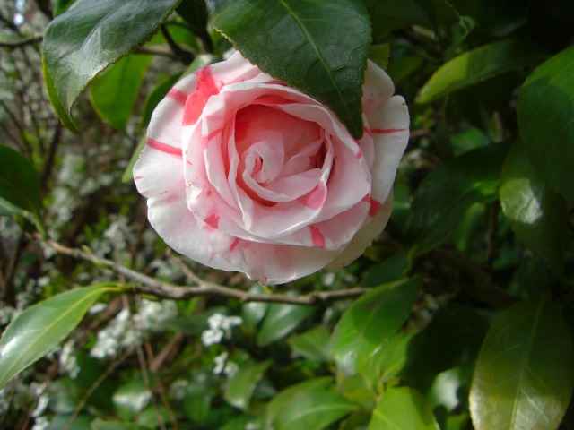 紅白絞りの椿の花写真集です。