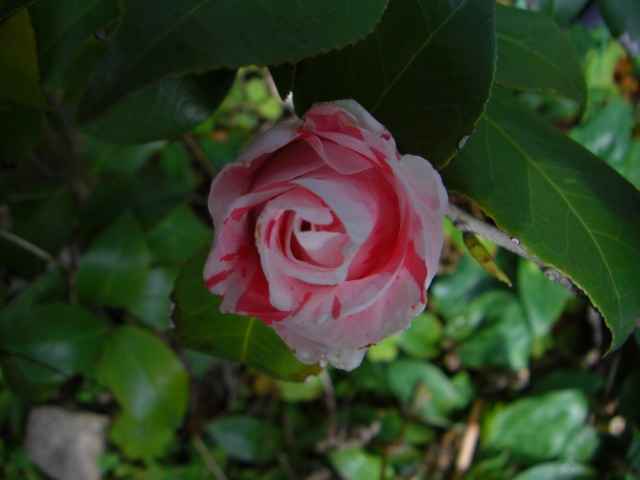 紅白絞りの椿の花写真集です。