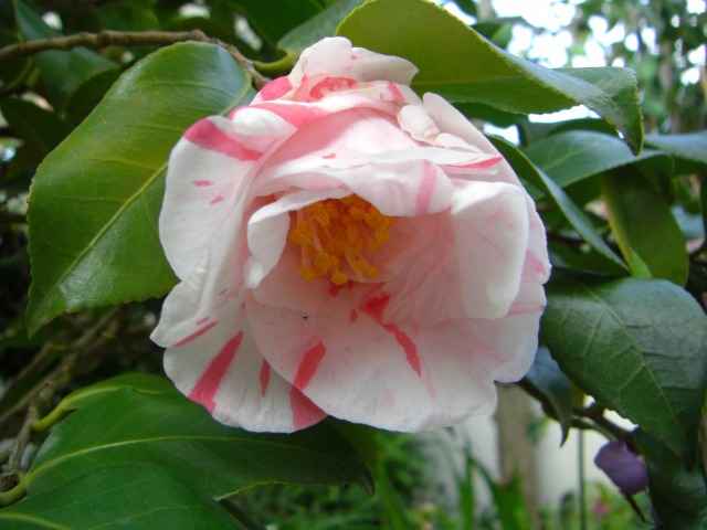 紅白絞りの椿の花写真集です。