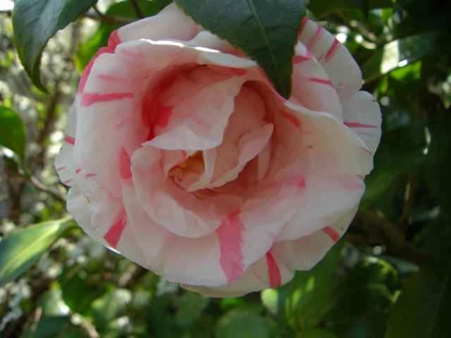 紅白絞りの椿の花写真集です。