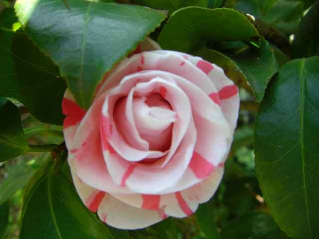 紅白絞りの椿の花写真集です。