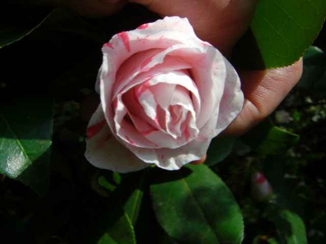 紅白絞りの椿の花写真集です。