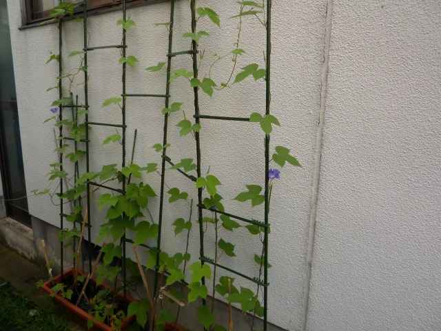朝顔が咲きました。
