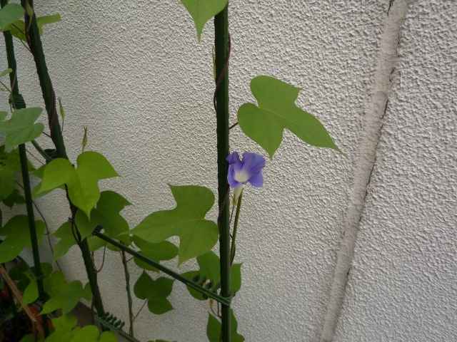 朝顔が咲きました。