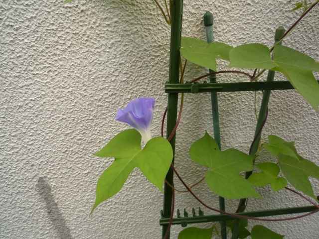 朝顔が咲きました。