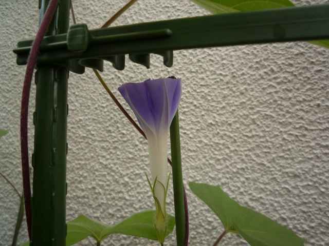 朝顔が咲きました。