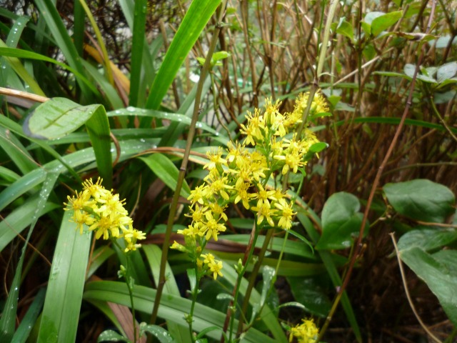 Hỉّ
