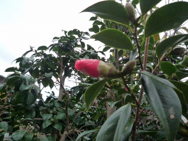 ւ̉