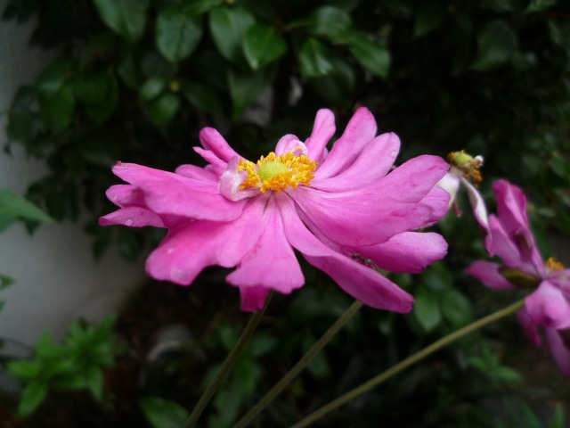 Gẻ
