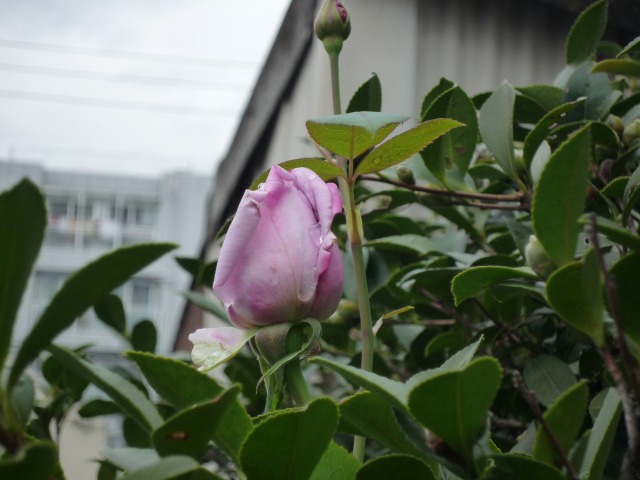 PÕu[[̉
