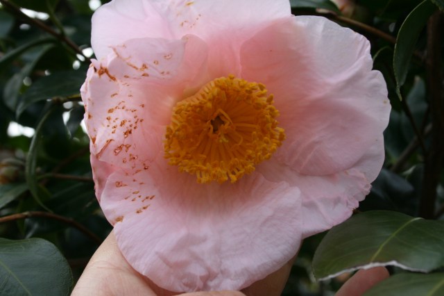 ڂ̒ւJ