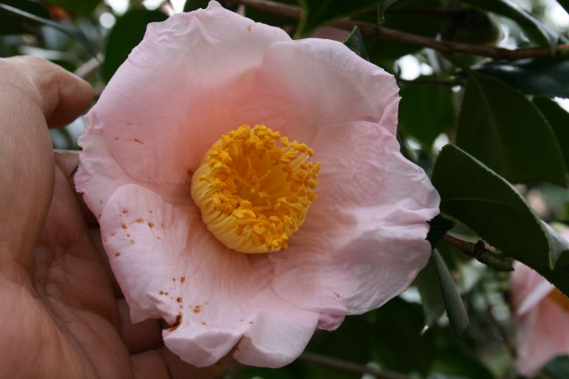 ڂ̒ւJ