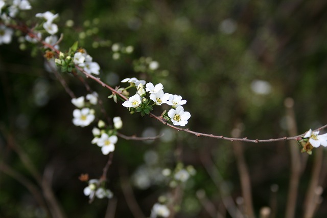 LiM̉